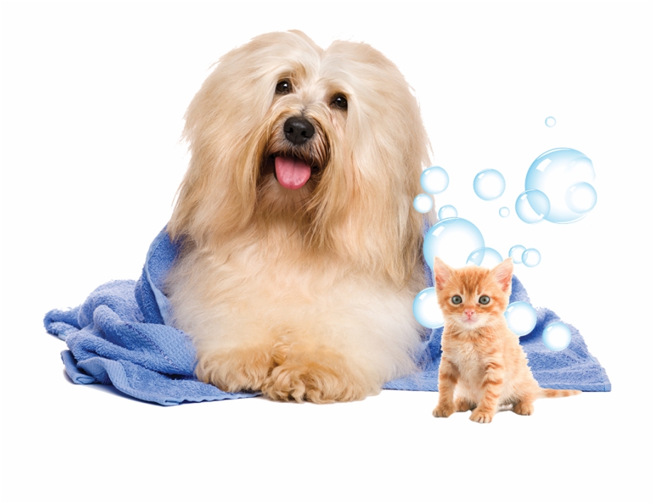94-948046_dog 94-948046_dog